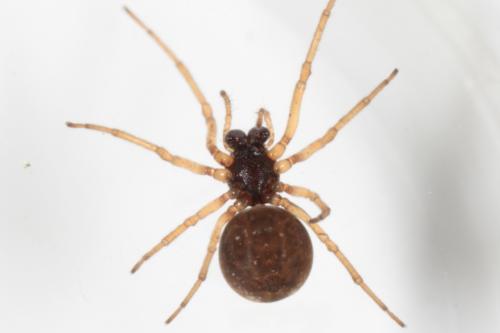 Pachygnatha degeeri